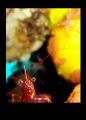   shrimp character. Picture taken Ligpo Anilao character  